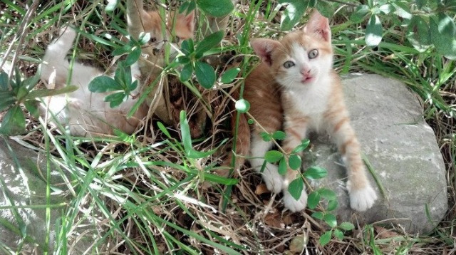 ATP总决赛轻取澳网?阿尔卡拉斯以钢铁风暴定义时代