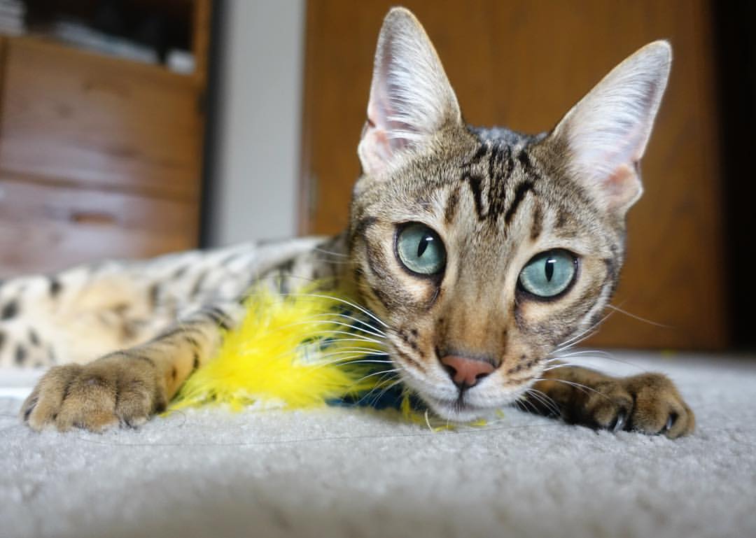 当阿克不再手软,中国击溃德国背后的体育精神升华