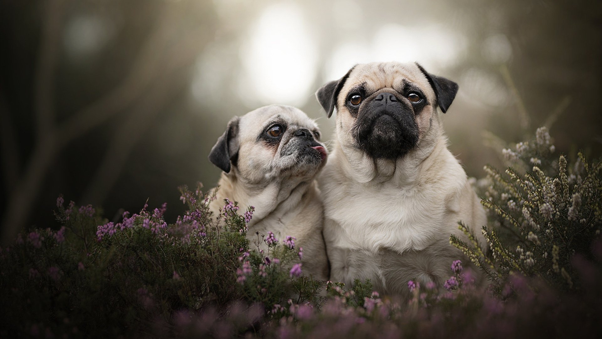 从边缘到核心,蒂亚戈非典型爆发背后的秘密,解析马竞如何以南美节奏横扫秘鲁哲学