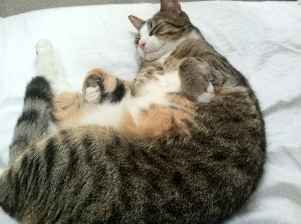 爱游戏娱乐-赛场上的接管者，马竞鏖战克敌，加克波赛道称雄