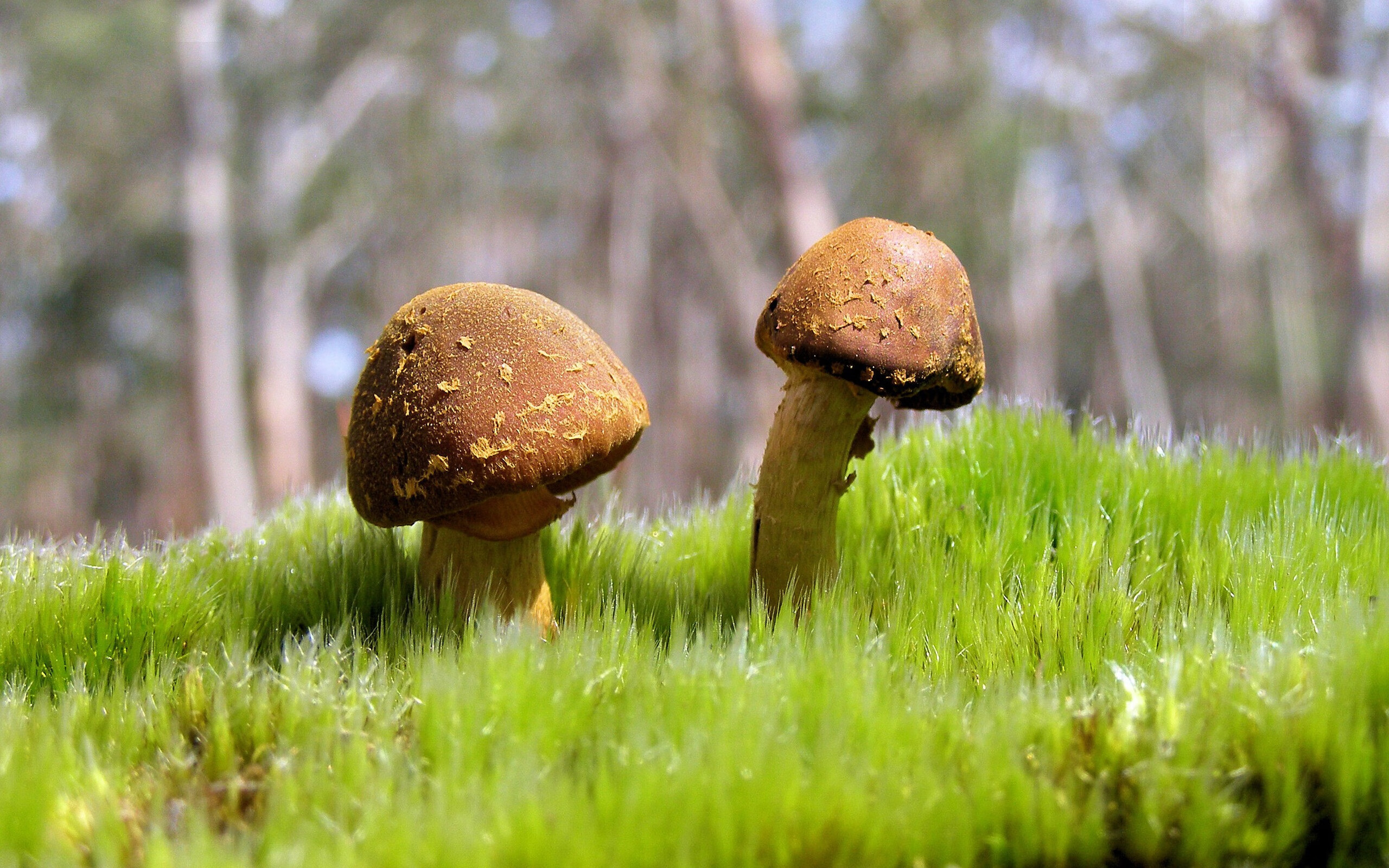 芝加哥的猛兽觉醒,锡安轰垮火箭内线,赛后评分引发热议