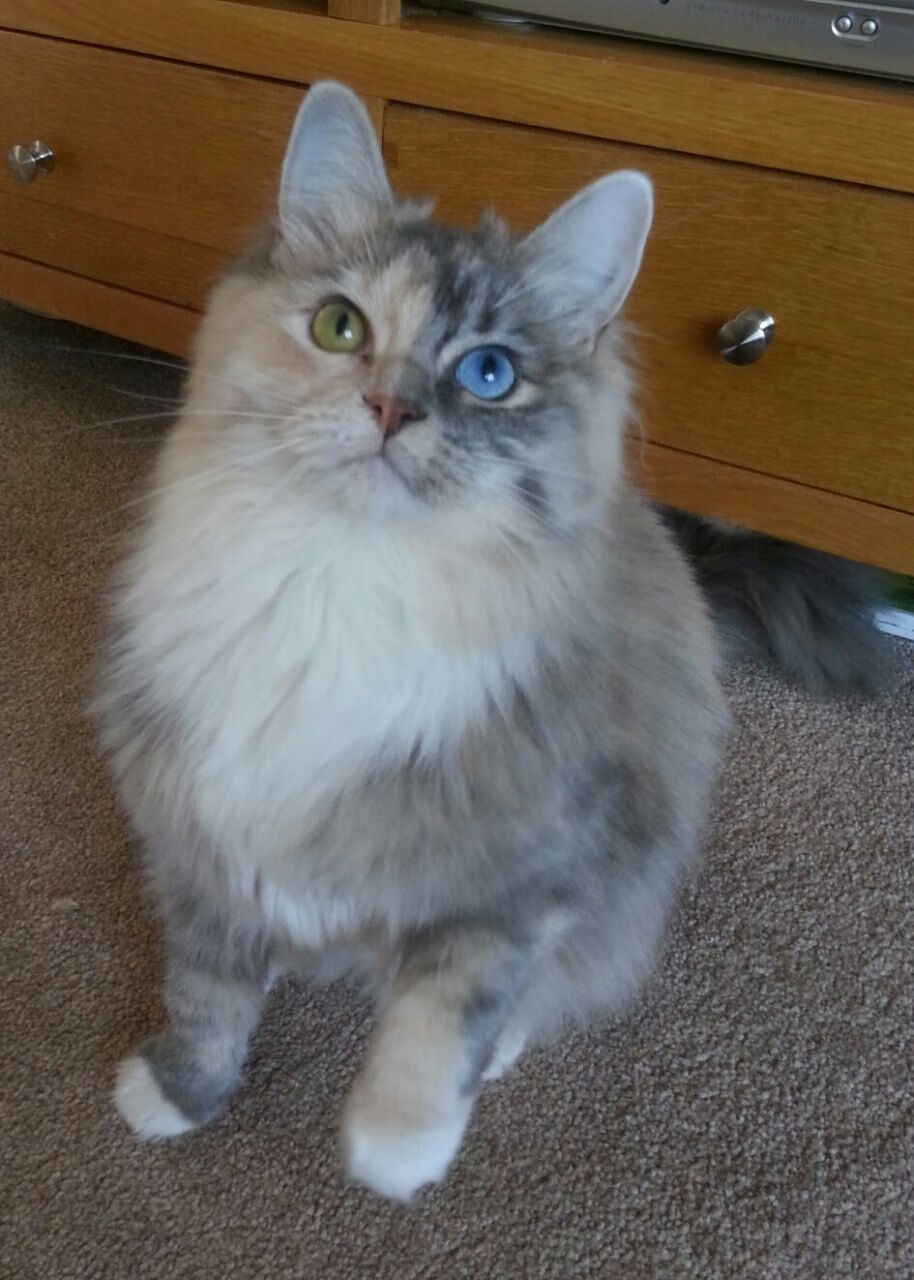 爱游戏tv-奥运周期关键战之夜，哈利伯顿如何成为系统里永不宕机的最优算法