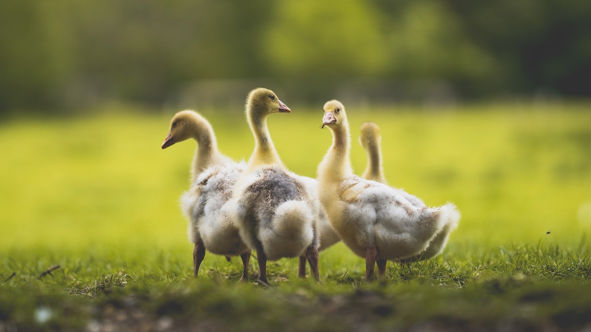 爱游戏下载-棋局与利剑，当约基奇的棋盘，遇上爱德华兹的锋芒