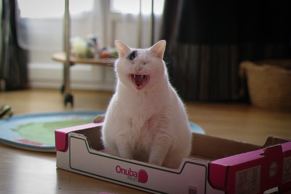 星际拓扑与绿茵酶解，奥运关键战中阿根廷的节奏裂变