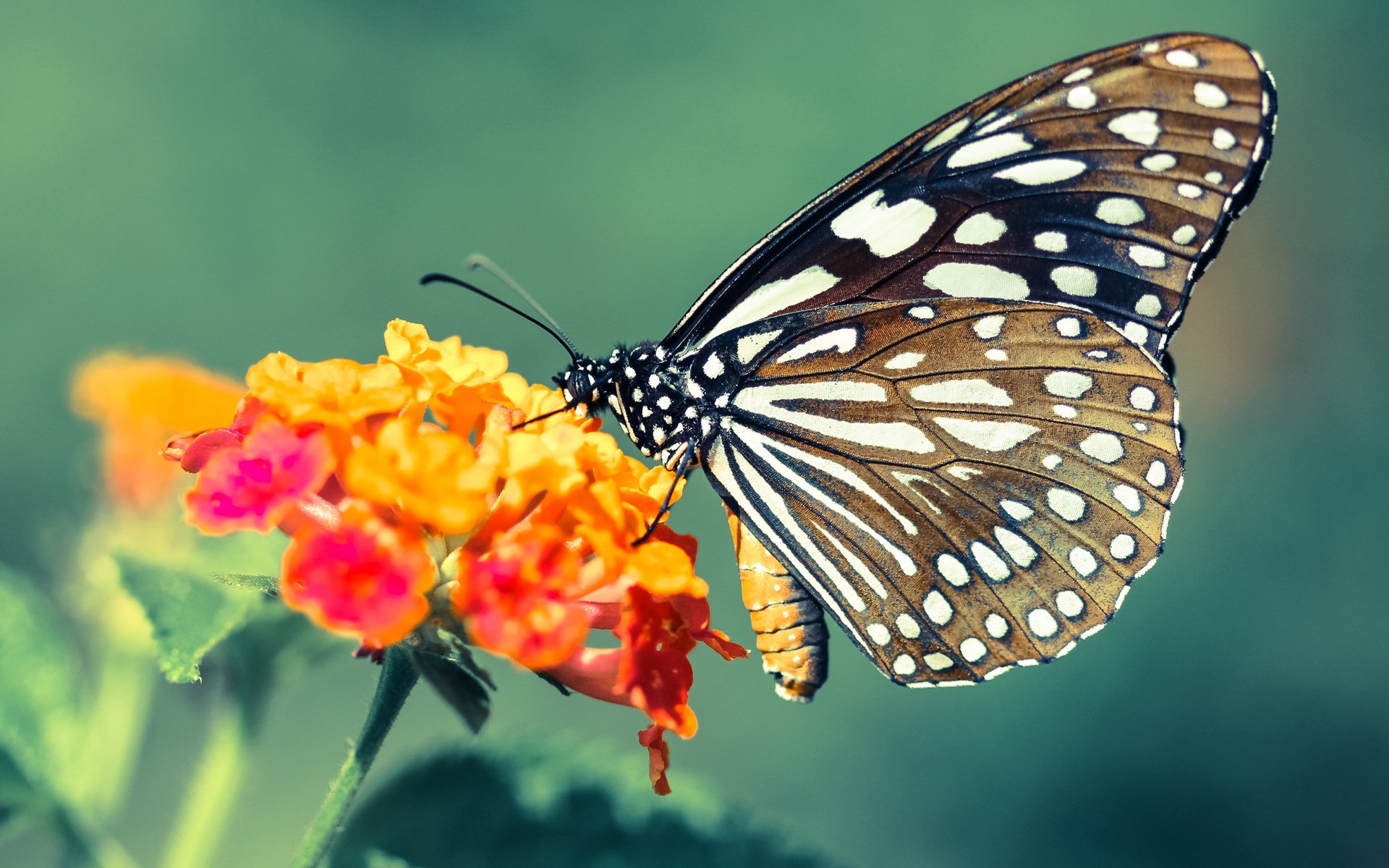 爱游戏娱乐-城市为赛道，钢铁斗士的烈焰追光，布伦森于街道赛之夜创造永恒一瞬