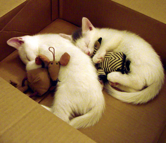 库里缺席的欧冠决赛与北京队的险胜，一场双重时空的奇遇