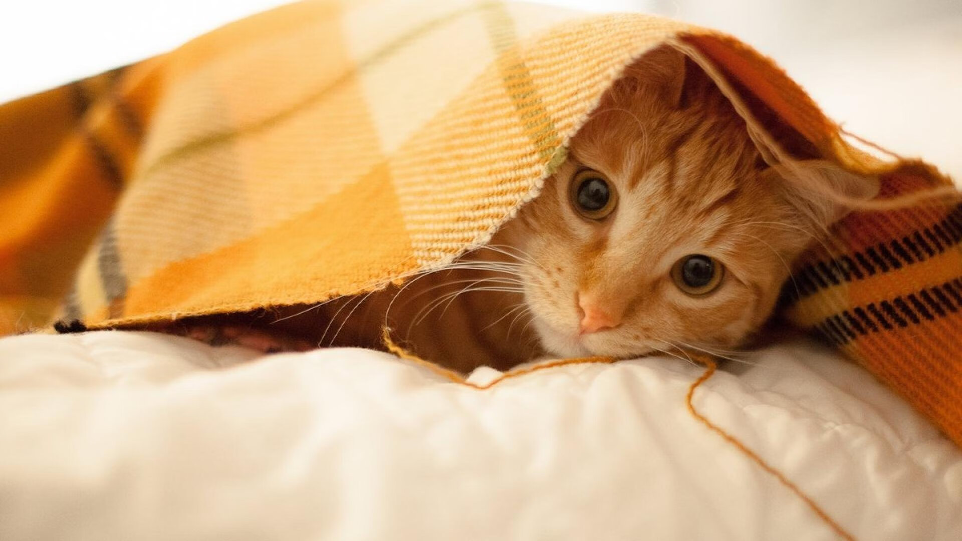 碾压东道主！2026世界杯焦点战，西班牙用精密手术肢解卡塔尔