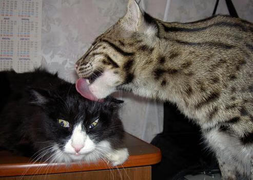 爱游戏大厅-引擎轰鸣与球场回声，当F1揭幕战极速狂飙遇上湖人落日碾压