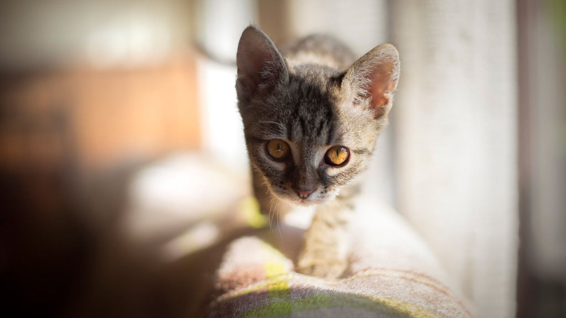 跨越太平洋的逆袭,快船鏖战双加时逆转浙江,改写篮球史的神奇之夜