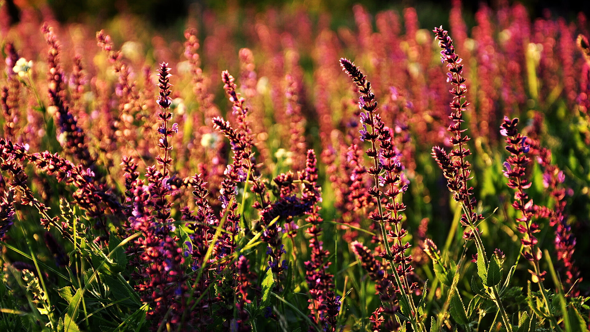 暗夜极速,托尼在揭幕战高压熔炉中的完美淬变