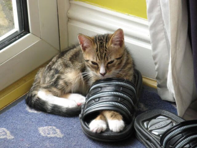 银色手术刀，戈麦斯在滨海湾的致命六秒